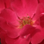 Czerwony  - Róże rabatowe floribunda - Anna Mège